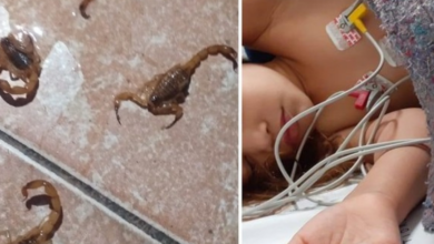 Nesta foto/montagem aparece os escorpiões no chão, e a menina Sophya no hospital sendo medicada.